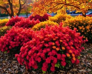 Blütenpracht im Herbst: Die besten Sträucher für farbige Akzente