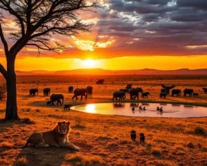 Warum ziehen Safari-Reisen in Afrika viele Besucher an?